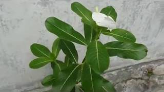 The Power of Nature - Catharanthus roseus - Madagascar periwinkle  - grown on the wall