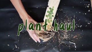 PLANT HAUL | monstera, philodendron, cactus