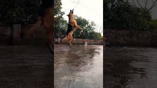 German shepherd dog jumped to fetch wood #viral #trending #music #youtubeshorts #shorts #short