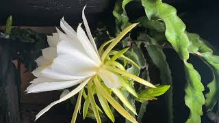 Time Lapse Flower Bloom Dragon Fruit