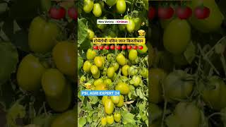 Tomato new Verity "Kirtiman".......#sheti #farming #reel #kisan #banana #pomogranate#pmmodi