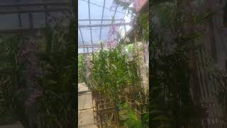 hijaukan halamanku. yu belajar berkebun bunga angrek#shorts#shortvideo#shortfund#