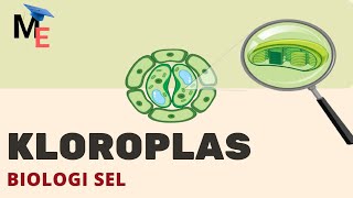 Organel Sel Kloroplas | Biologi