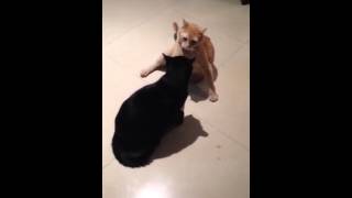 CAT home video/The wrestling fight begins/black cat/orange cat/cat lover/cats on youtube/shorts