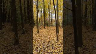 Strolling through the woods in the fall...