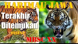 HARIMAU JAWA TERAKHIR DISINI! (MBSC XX) - PART I