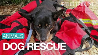 Cal Fire Rescues Elderly Dog From Cliff In SLO