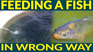 Wrong Way To Feeding A Fish at Fish Farm