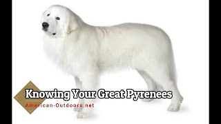 Getting To Know Your Pyreneese