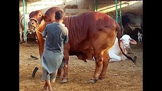 Laal Sahiwal Bachra In Laal Baba Cattle Farm || Heavy Bull For 2019