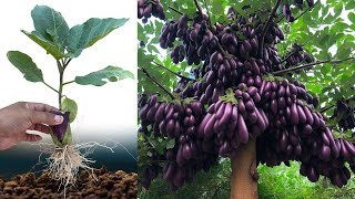 techniques of planting and propagating eggplant trees