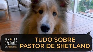 TUDO SOBRE A RAÇA PASTOR DE SHETLAND | BOM PRA CACHORRO