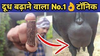 गाय/भैंस का दूध बढाने वाला No.1 लीवर टॉनिक|Doodh bdhane ka tarika|How to increase cow/buffalo milk