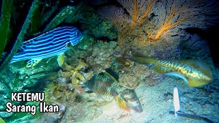 Ketemu Sarang Ikan || Night Spearfishing