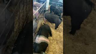 Pigs