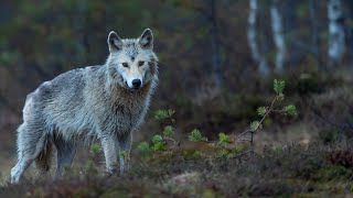 Живой или вымерший. Флоридский черный волк / Extinct or Alive | HD |