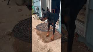 European Doberman