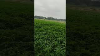 bd nature and agri field