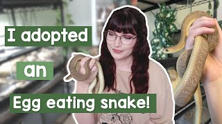 I adopted a snake! | Meet my african egg eating snake