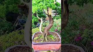 Duyên dáng- bonsai tùng duyên Đà Lạt #caycanhbaolam #bonsai #caycanh #caydaynhom