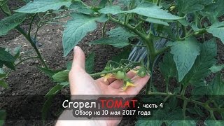 Cгорел ТОМАТ, часть 4. Обзор на 10 мая 2017 года