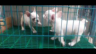 #French Bulldog puppies available for sale in Chennai delivery #dogsforsale #PuppiessaleinChennai