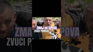 Zmaj od Sipova u paklu prirode  😃👌 #balkan #smijeh #zmajodsipova