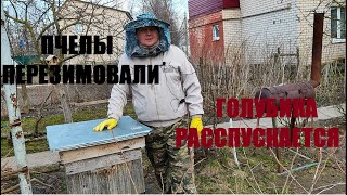 ВЕСЕННЯЯ ПОДКОРМКА ГОЛУБИКИ И ПЧЕЛ