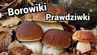 Prawdziwki piękne borowiki - wszystko rośnie, a grzybiarzy brak