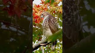 It’s autumn in New England. This hawk got the memo. #autumn #fall #wildlife #animals #hawk