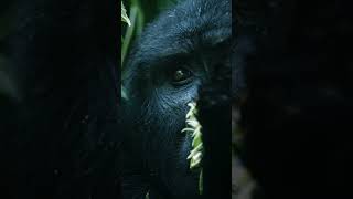 🇺🇬 GORILLAS- UGANDA 🇺🇬