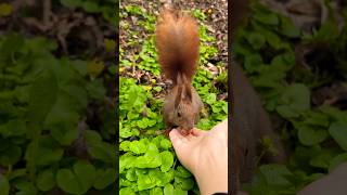 🐿️The sound of squirrel stepping on leaves🍃#cute #squirrel #shorts #cuteanimal #동물 #animals #feed