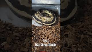 Clutch 13 dropping! #animals #snake #ballpython #2024 #goals #pets #clutch #shorts