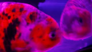 Purple Ranchu Goldfishes