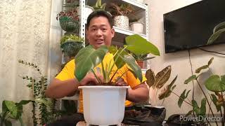 Malaking halaman ba ang hanap mo? Philodendron giganteum ang para sayo!