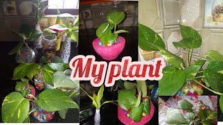 #salmasvlogzz  Indoor plant ideas