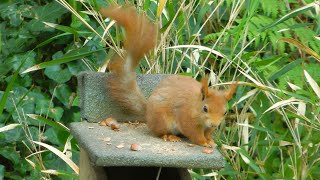 Red squirrels, Isles of Scilly