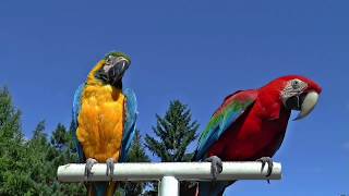 Red Parrot Duck Pigeon