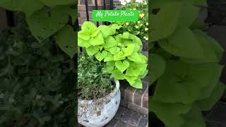 24 - 205 — Potato Vines In Containers