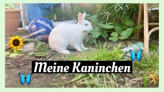 Sonnenschein im Garten ♥️ Kaninchenbande 🫶🏼