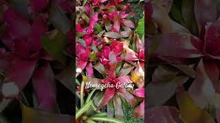 Neoregelia Galaxy #subscribe #subscribe_now #subscribetomychannel #subscribemychannel