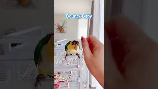 🩵🦜Bouncy Caique Parrot Baby Bird | Cheshire charm: the mischievous Caique