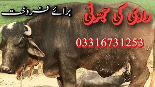 Ravi ki pehlan jhoti bray frokhat|راوی کی پہلن جھوٹی برای فروخت|Gujjar farming tv