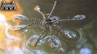 AwA Water Spider (Dolomedes vicque)