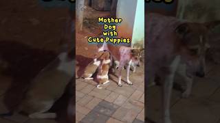 Mother dog with cute Puppies #love