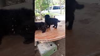 7 weeks old German shepherd puppies want to Get down #germanshepherd #germanshepherdpuppies #puppies