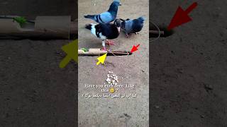 Pigeon trap | bird trap | bird catching trap #shorts