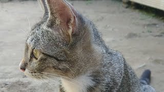 Meng Makan Dry Food