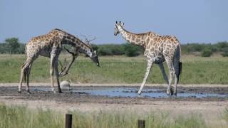 Giraffes drinking at the waterhole