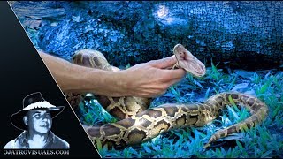 Aggressive Pythons 01 Footage